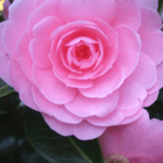 camellia1