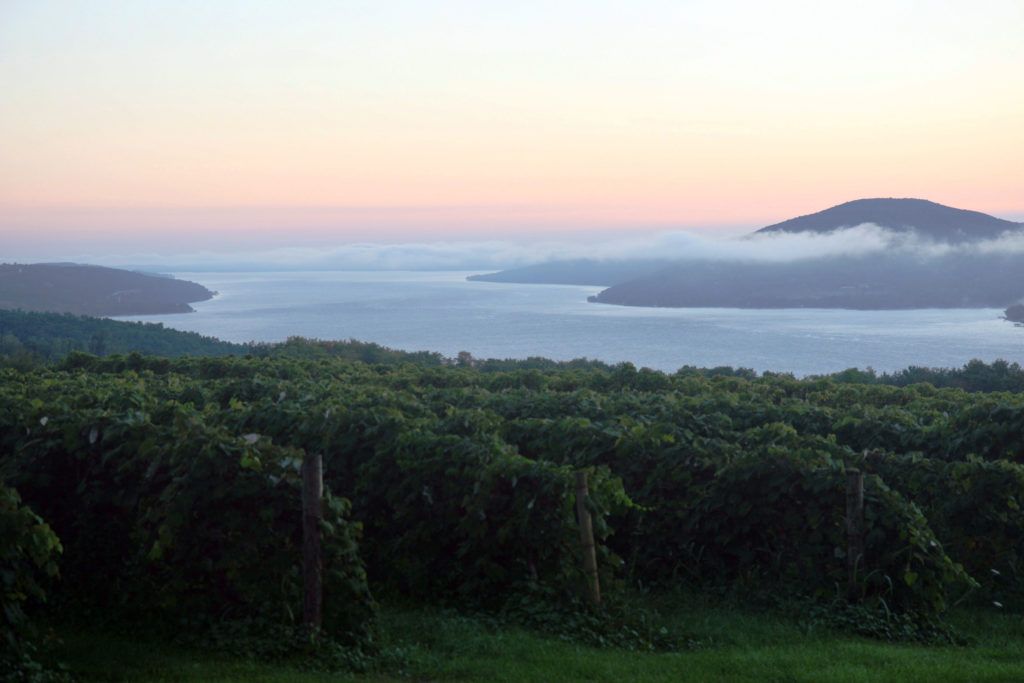 Sunrise_overlooking_a_vineyard_in_the_Finger_Lakes